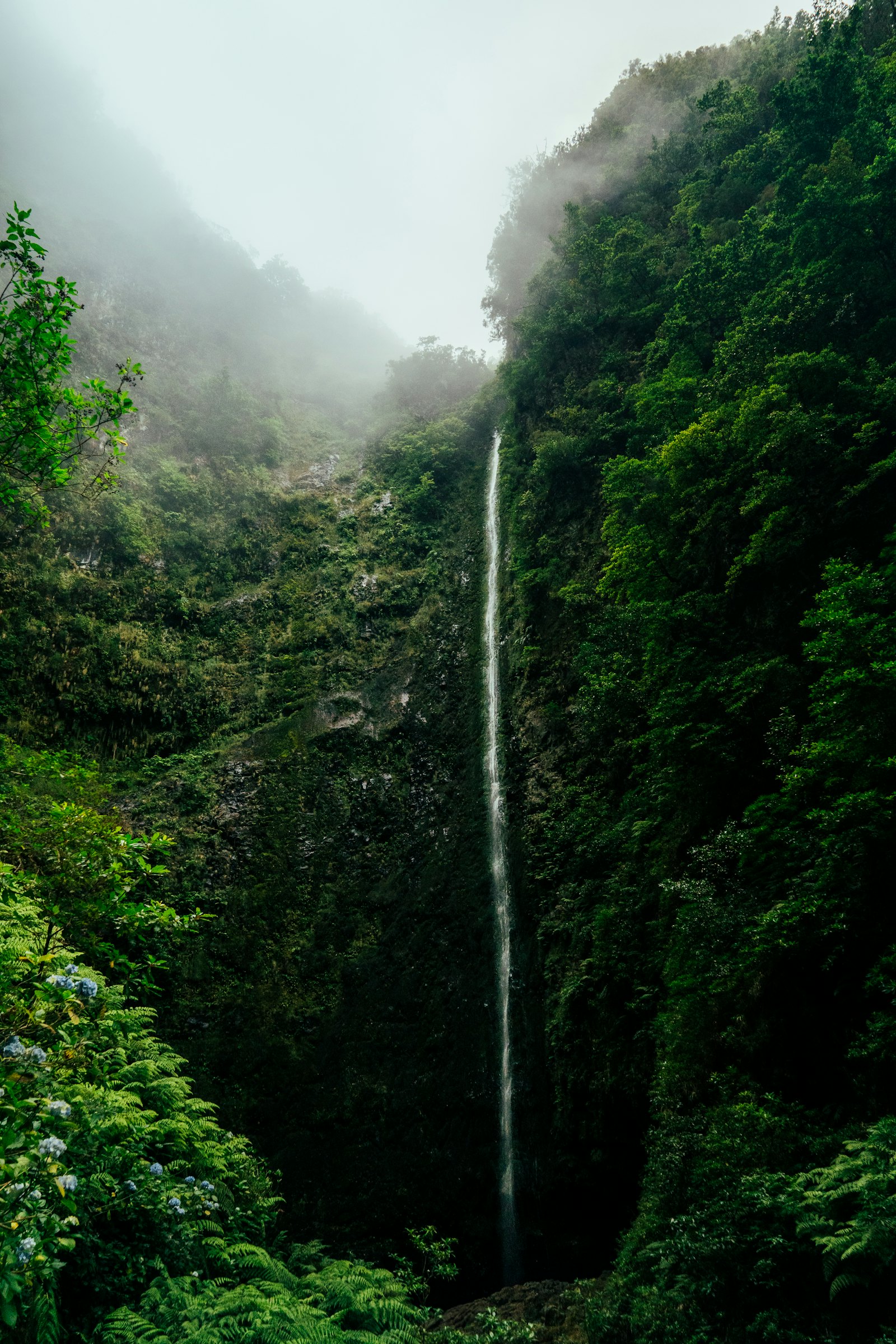 El Yunque: bosque tropical y cascada
