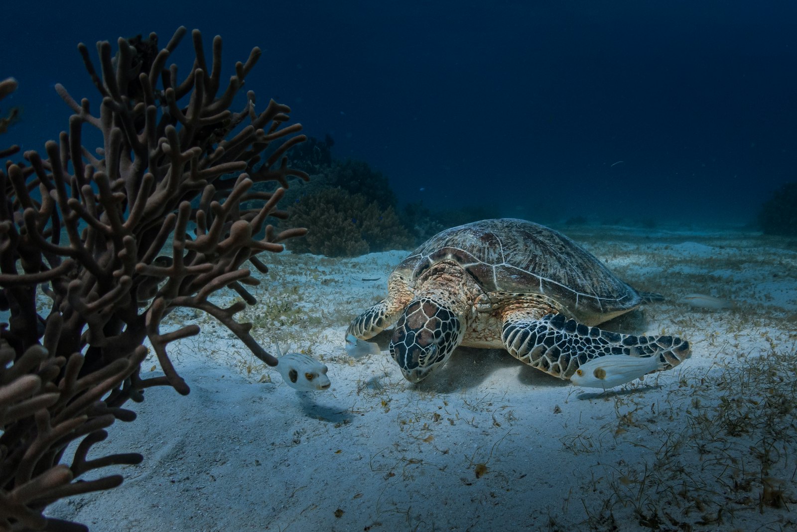 Culebra: playa Flamenco y tortugas